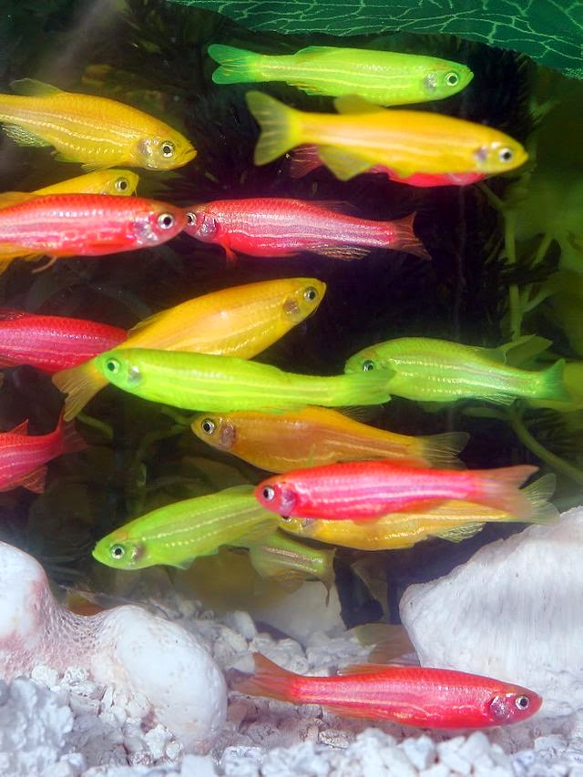 Freshwater Frenzy Glofish Care Fact Sheet