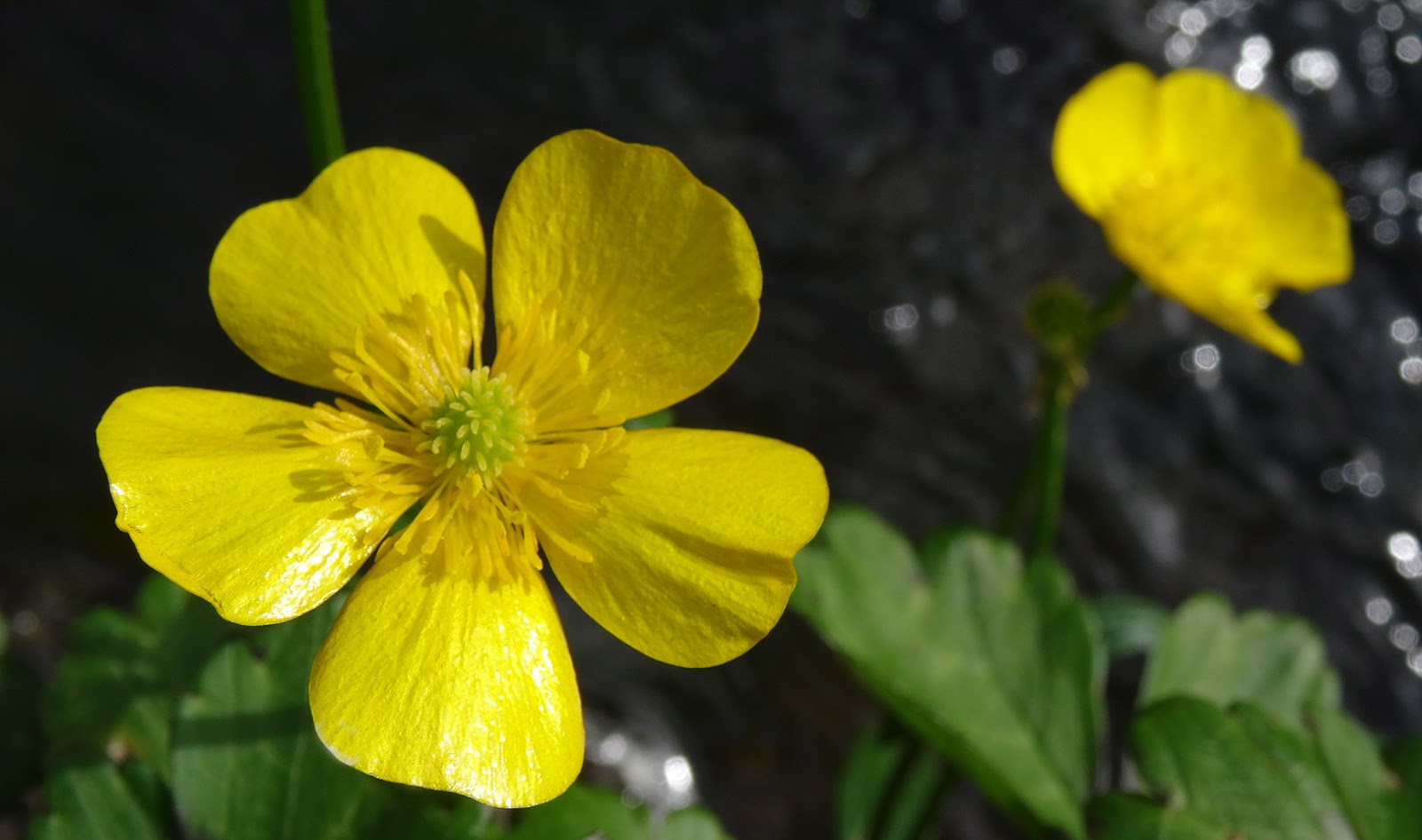 NixPixMix BUTTERCUPS