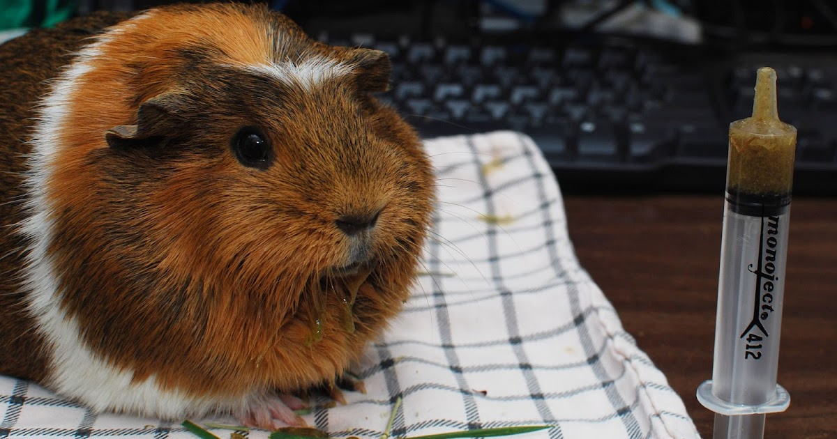 Cali Cavy Collective A Blog About All Things Guinea Pig Oxbow Critical Care For Truffle