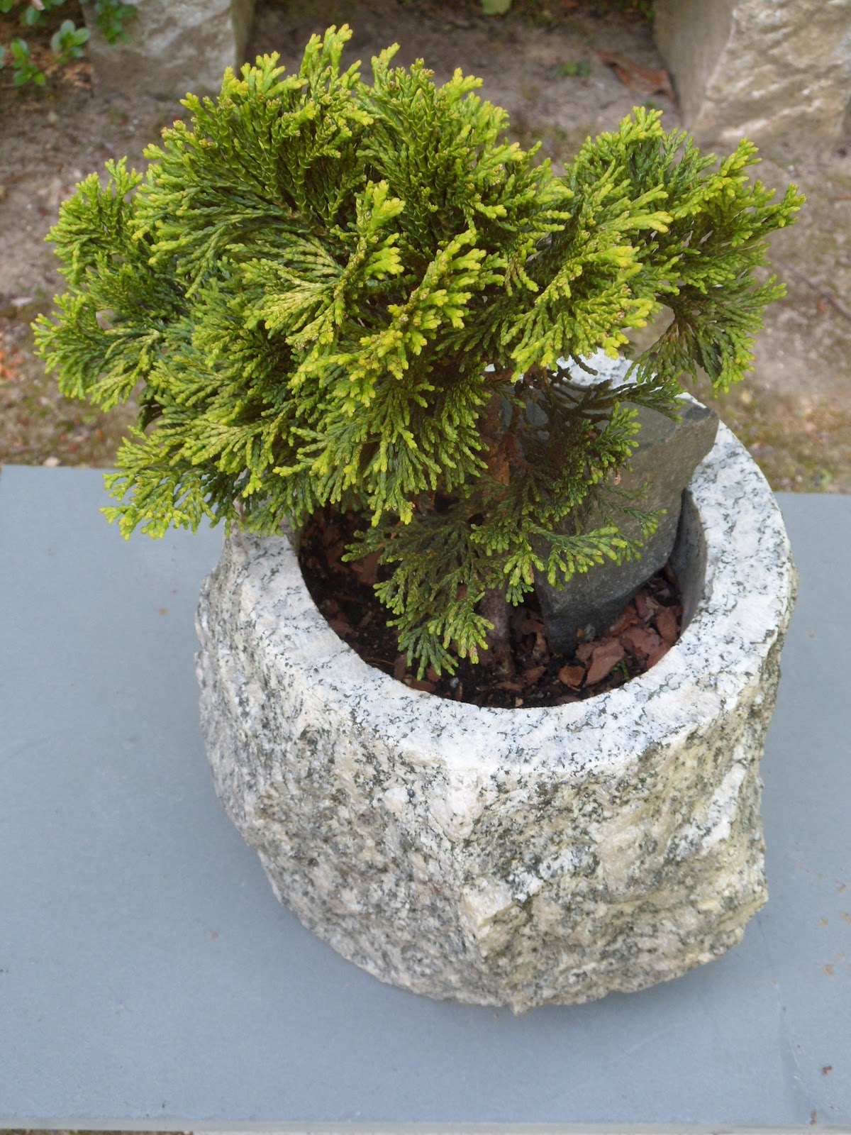 Bonsai Cypress