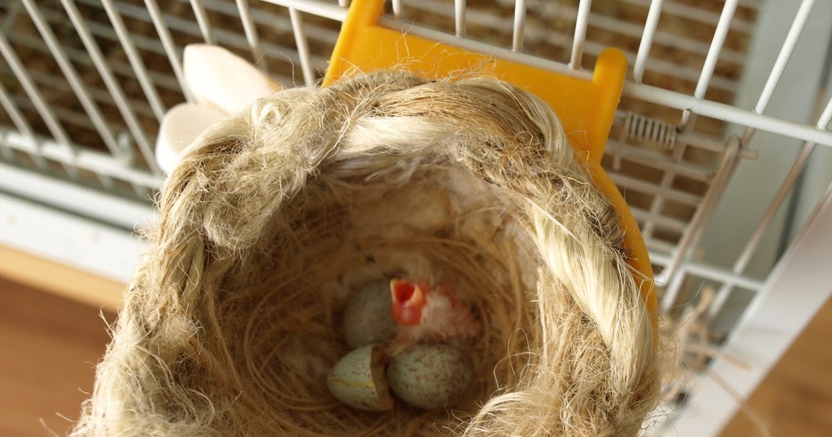 الحسون ألابيض أزواج أنتاج الكناري 2012