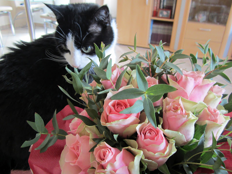 Kater Jackys Blog Mai 2012