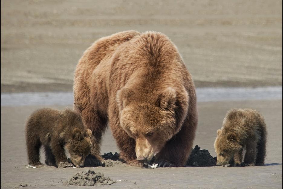 three bears digging for clams