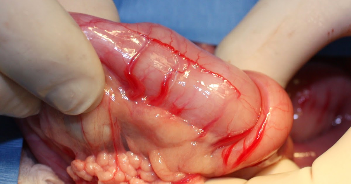 intussusception in dogs veterinary key points intussusception in dogs and cats how to make them go away and intussusception in dogs veterinary key points intussusception in dogs and cats how to make them go away and