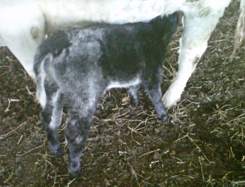 trauschfarms.blogspot.com