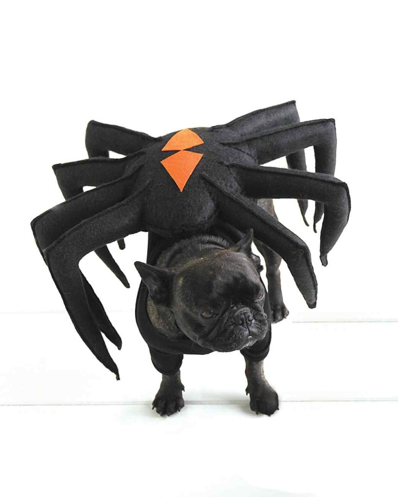 DIY Dog Halloween Costumes Do it yourself ideas and projects