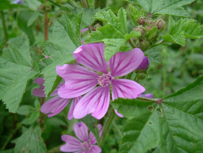 flor de malva