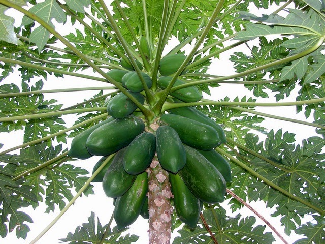 Daun Pepaya 7 Manfaat Daun Pepaya untuk Kesehatan