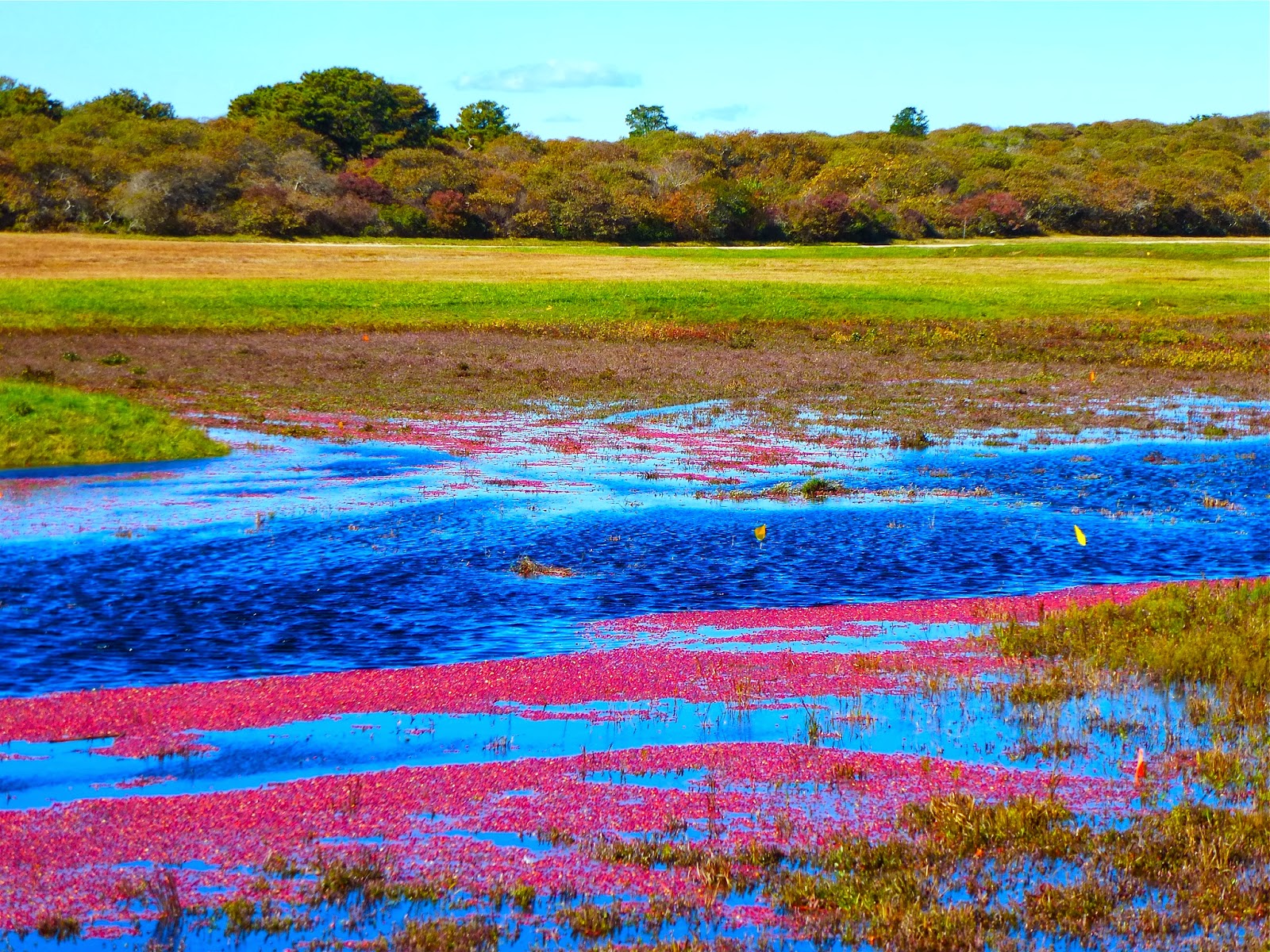 The window boxes of Nantucket then gone The Dirt Diaries