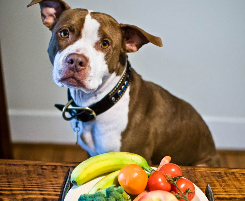 Cachorro pode comer frutas?
