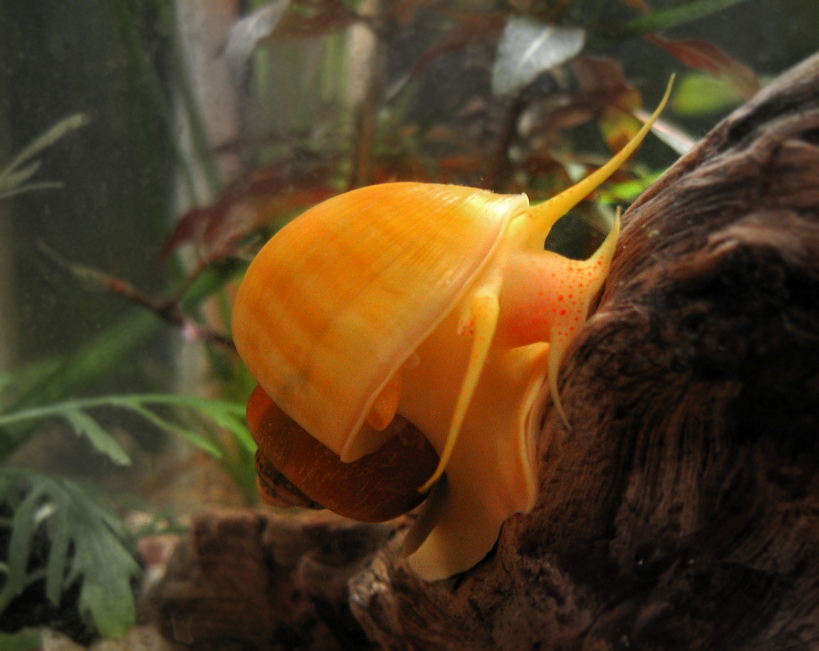 the wonders of golden apple snail Pomacea canaliculata, common name the channeled applesnail, is a species of large freshwater snail with gills and an operculum, an aquatic gastropod mollusk in the family ampullariidae, the apple snails. the wonders of golden apple snail Pomacea canaliculata, common name the channeled applesnail, is a species of large freshwater snail with gills and an operculum, an aquatic gastropod mollusk in the family ampullariidae, the apple snails.