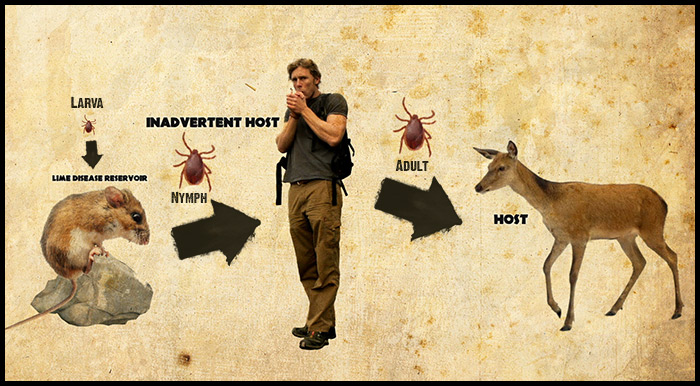 Lyme disease ecology Lyme disease Ecology