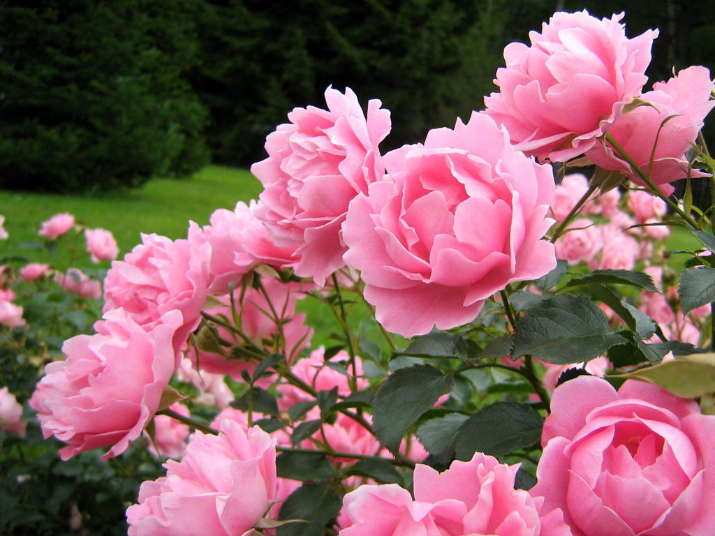 de cuidados para cultivar rosas no jardim ou em vaso Verde em Folha de cuidados para cultivar rosas no jardim ou em vaso Verde em Folha