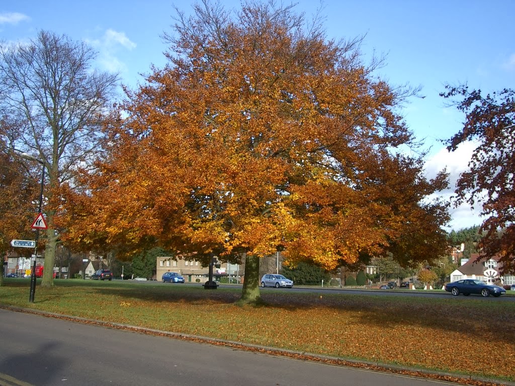 Flower News Why Beech Trees Lose Their Leaves In Winter But Beech Hedges Don T