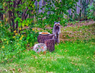 Female raccoon by cat food