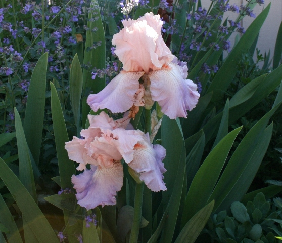 The Flower Bin Taking Care Of Iris After They Bloom