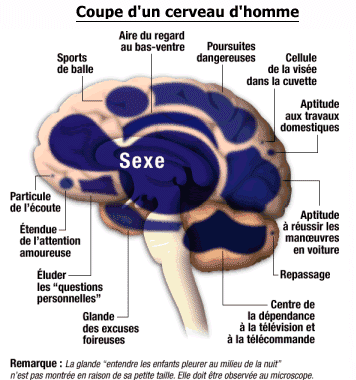 comprendre comment fonctionne un homme