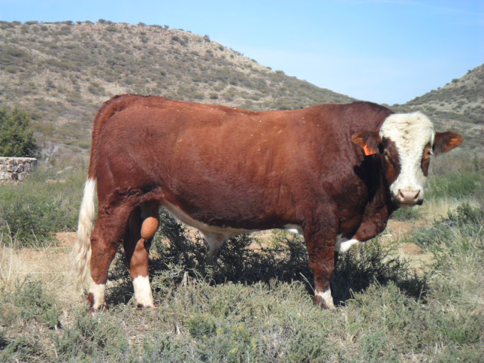 Roger PJD0810 4 year old working stud Bull for Sale
