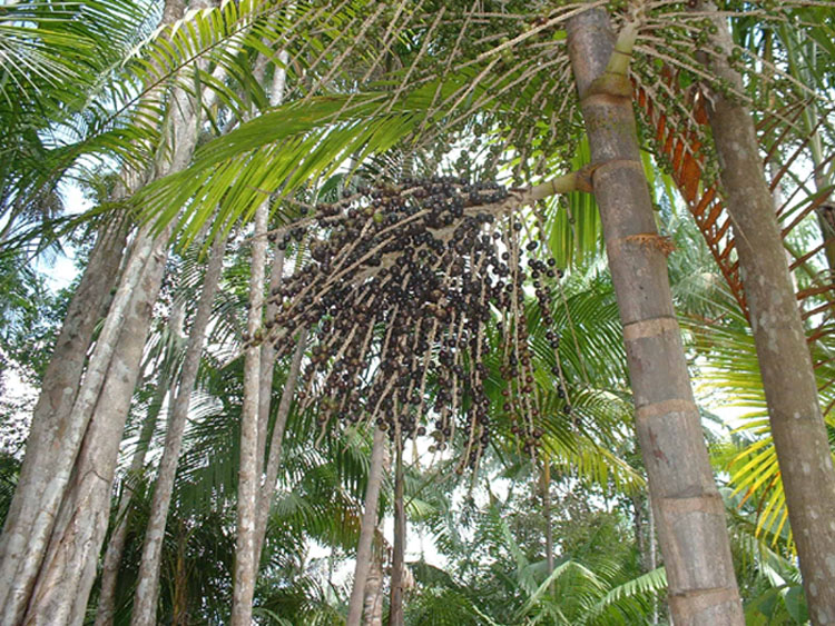 Fruit Warehouse Açaí palm ( Euterpe oleracea )