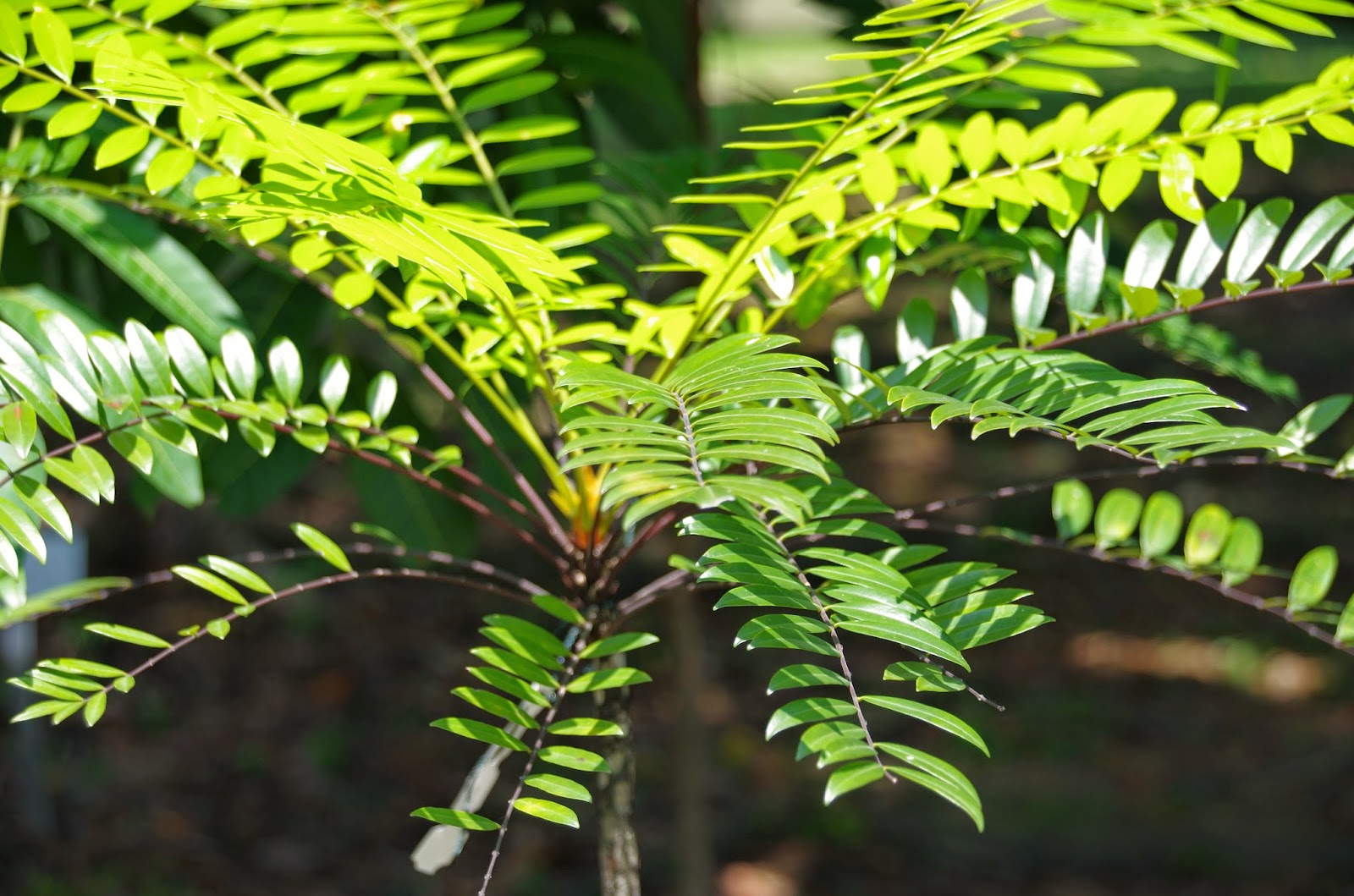 Trees and Plants Tongkat Ali