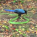 Bird attacked Snake to defend its territory