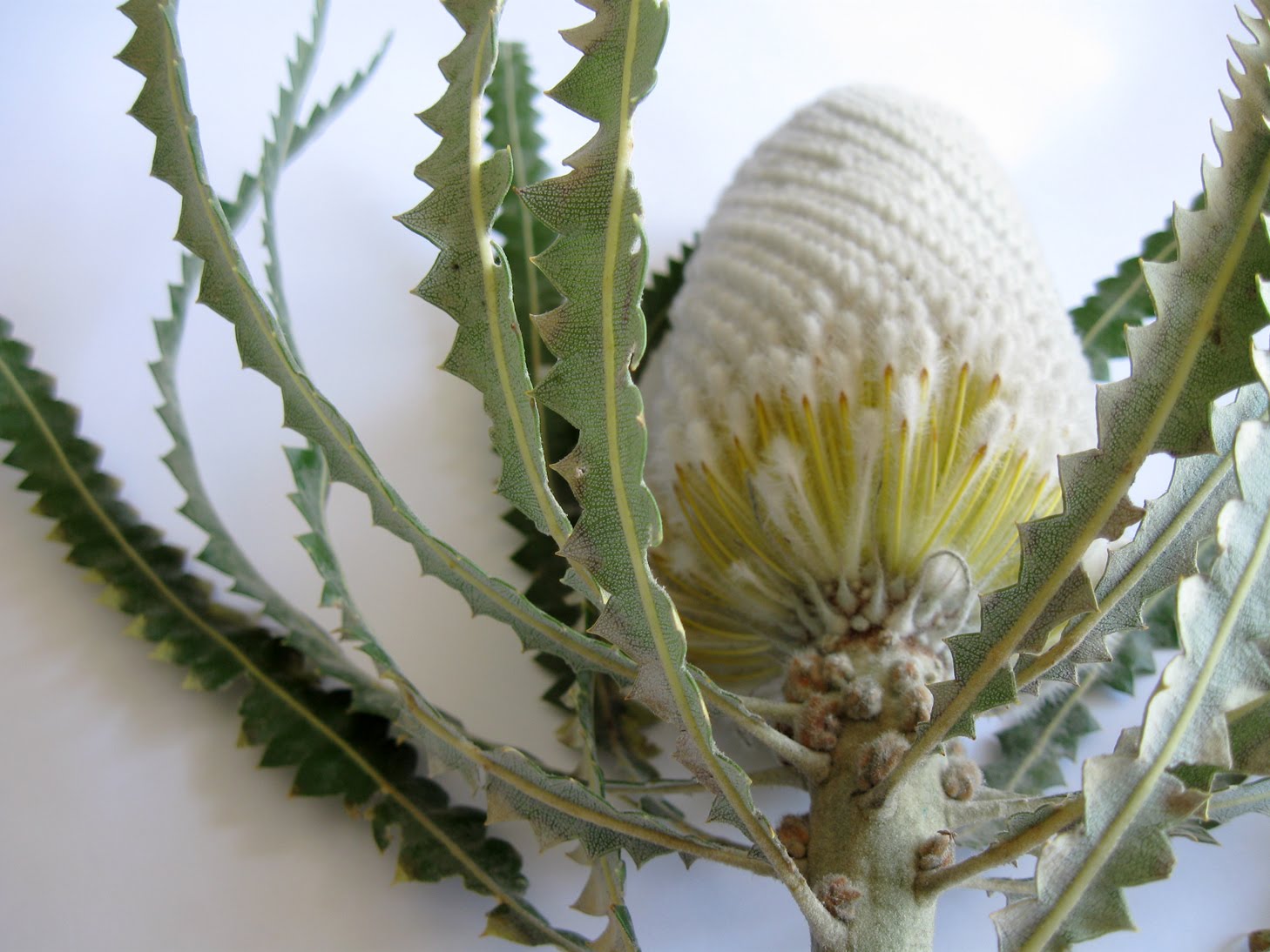 sugar & paper white protea