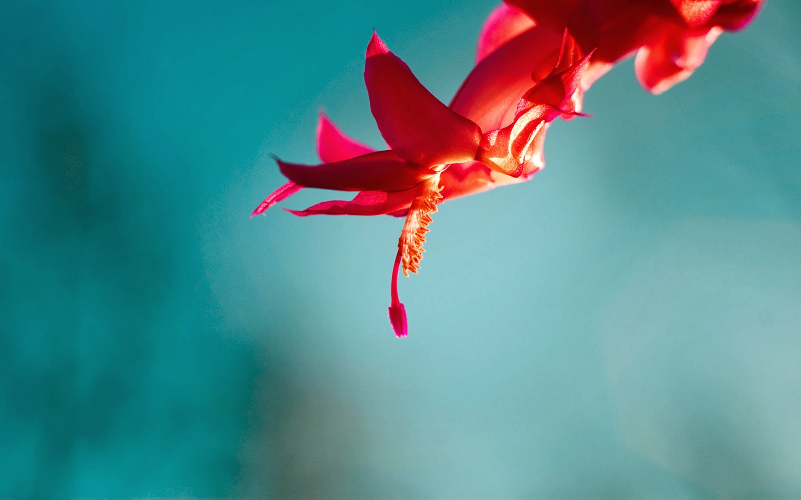new-hd-flowers-wallpaper-and-desktop-background new-hd-flowers-wallpaper-and-desktop-background