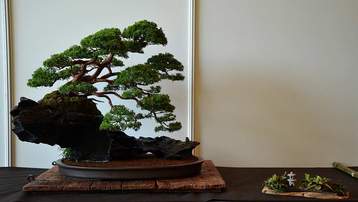 Bonsai Tree 26 Excellent Bonsai Empire Pictures