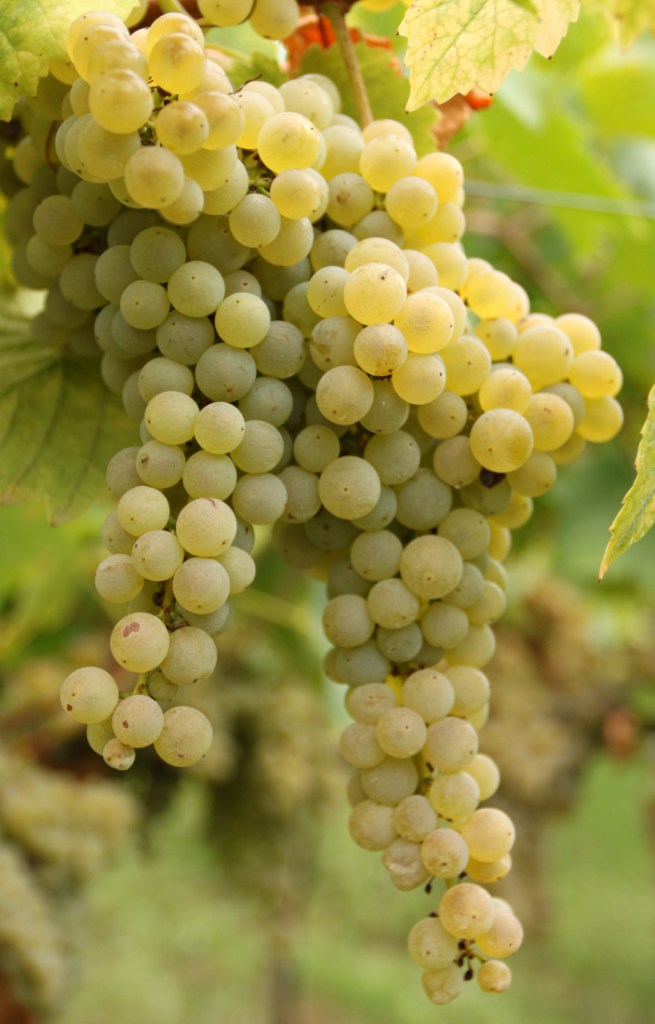 Fringe Wine Pecorino Offida, Marche, Italy