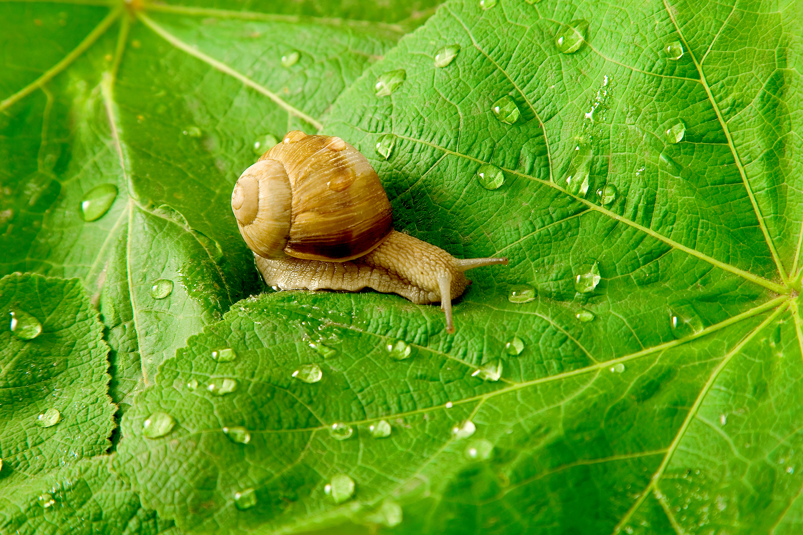 http://2.bp.blogspot.com/-XKK0G4uRuag/TrgUBnrSCyI/AAAAAAAAAmI/LJyGjY03zAI/s1600/snail+on+wet+leaf-inkbluesky.png