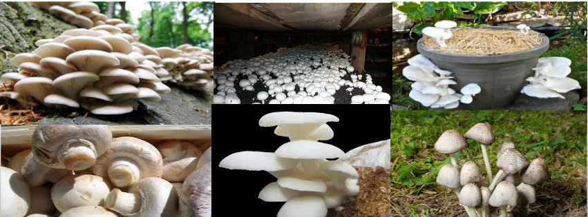 How  to grow mushrooms