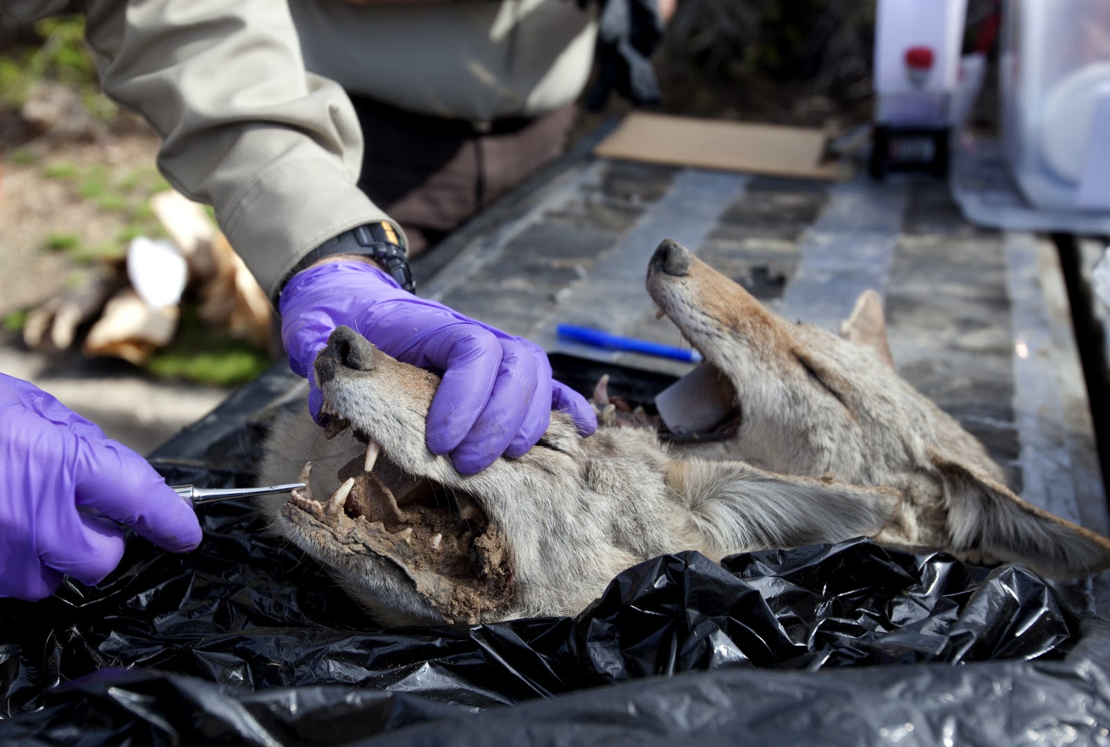 Benjamin Zack Photography Utah Coyote Bounty