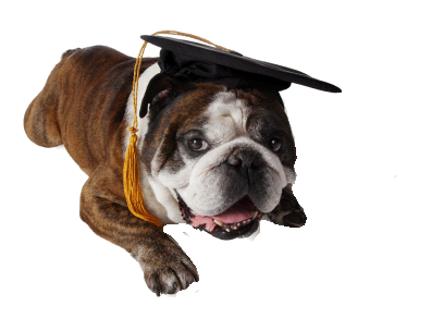 How Much To Remove A Cataract In Dogs Eye How Much To Remove A Cataract In Dogs Eye