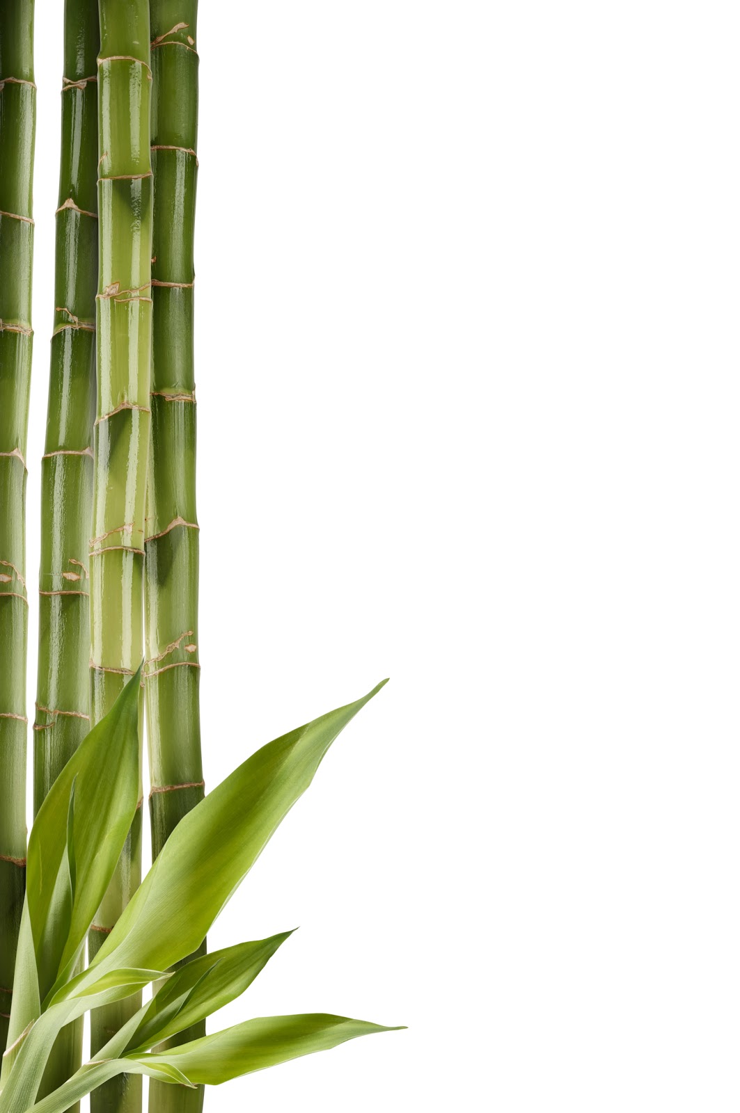 Bambu termasuk dikotil atau monokotil