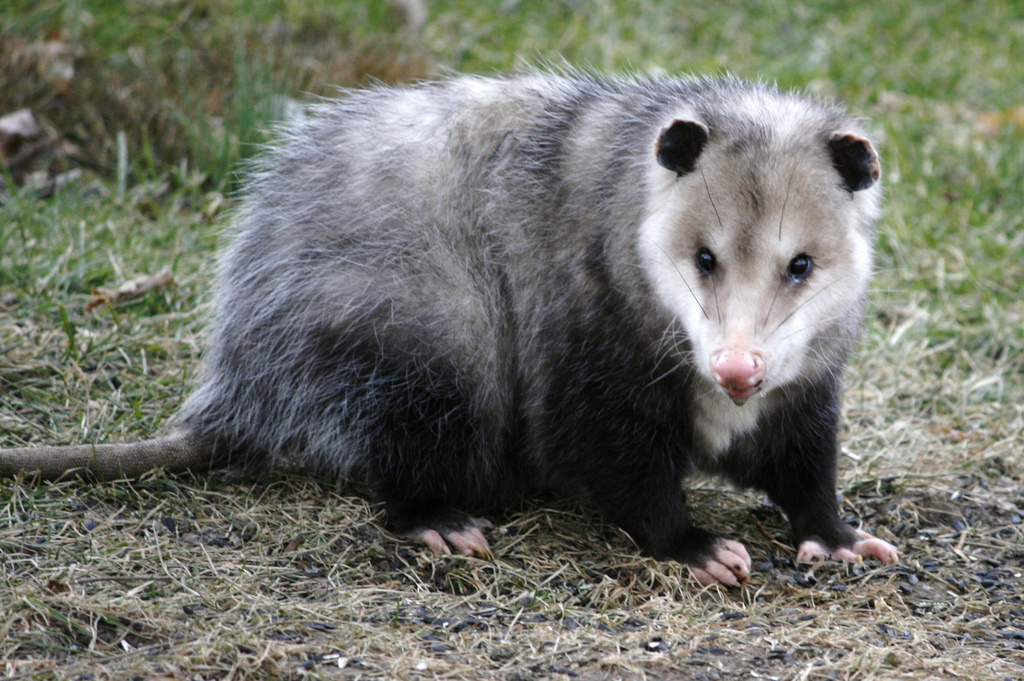 Mythology and Folklore UNTextbook Great Plains Why the Possum Plays Dead