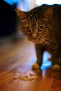 Rbf Online Ketahui Kenapa Kucing Depan Rumah Saya Termuntah Hijau Hari Ini
