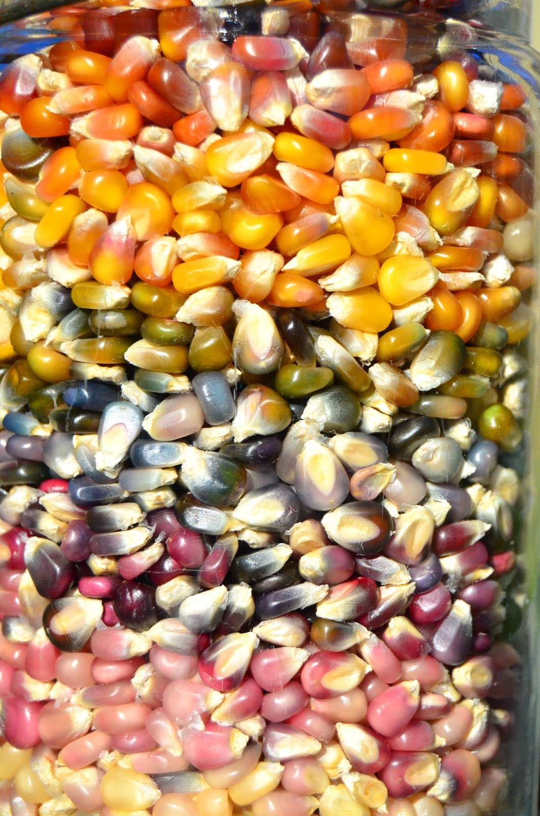 The Adventures of Six Hobbits Glass Gem Corn