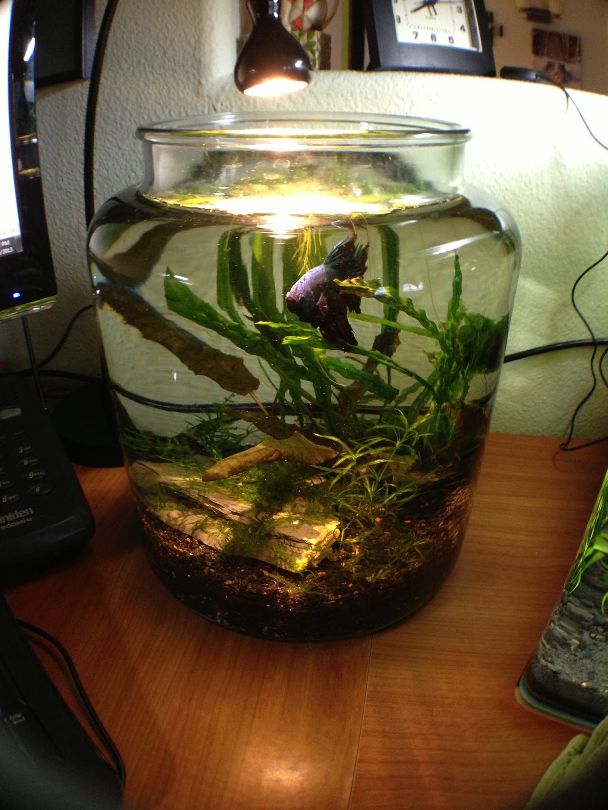 Alaskan fishface Dirted 2 gallon Betta Jar