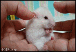 funny-cute-gif-picture-surprised-mouse.gif