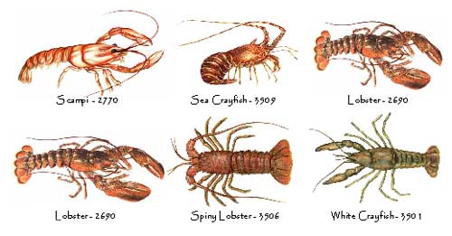Lobster Crawfish