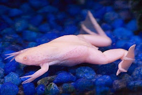 Albino-frog-animals.jpg 