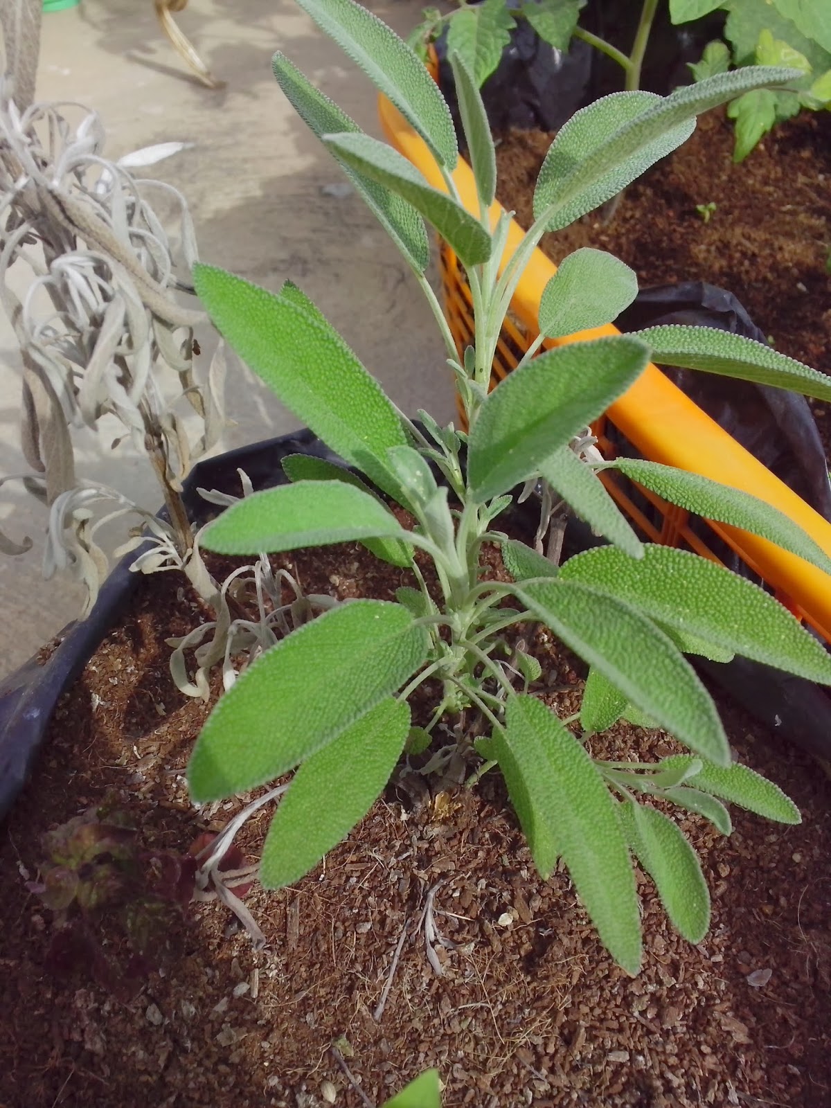 A pinch of basil Saving a dying sage plant