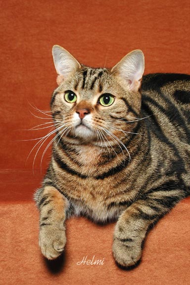 Champower Kuwabeh November 2011