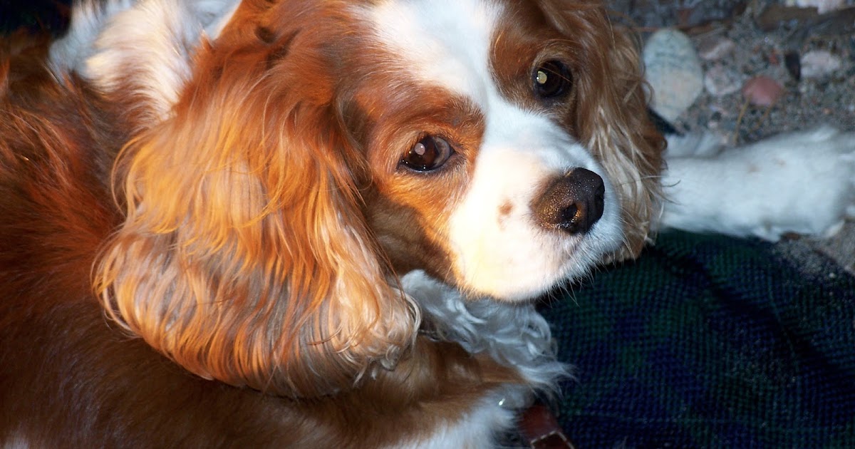 Dog Who Wouldnot Leave His Owners Grave World War Dog Who Wouldnot Leave His Owners Grave World War