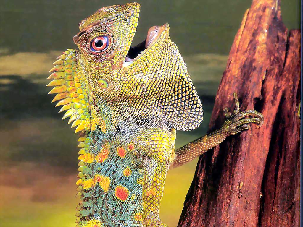 World's Beautiful things around us !: Beautiful reptiles all around the
