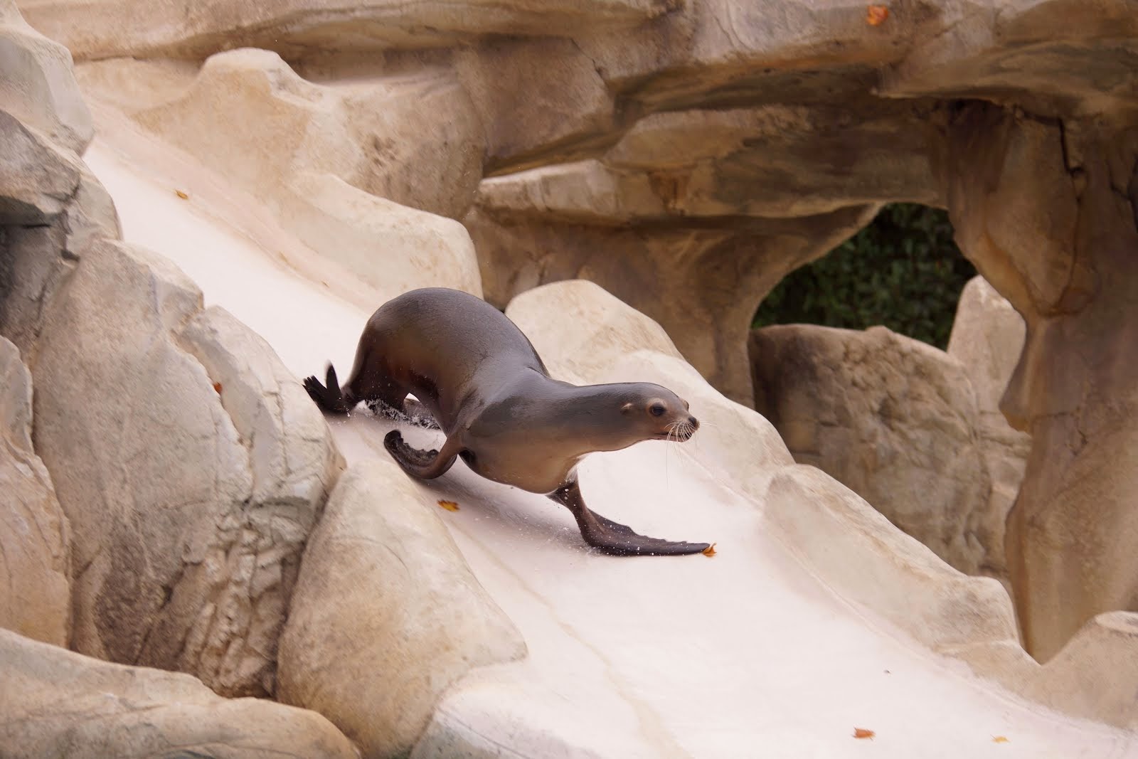 nouveauté 2015 du Zooparc de Beauval