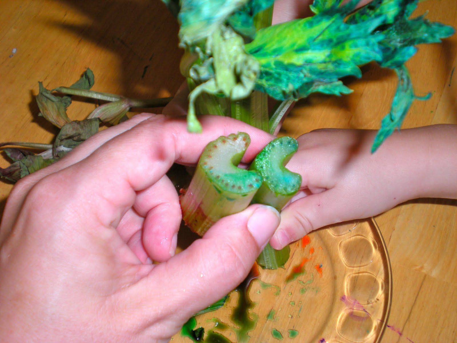 Sippy Cup Central Thirsty Celery Experiment Science