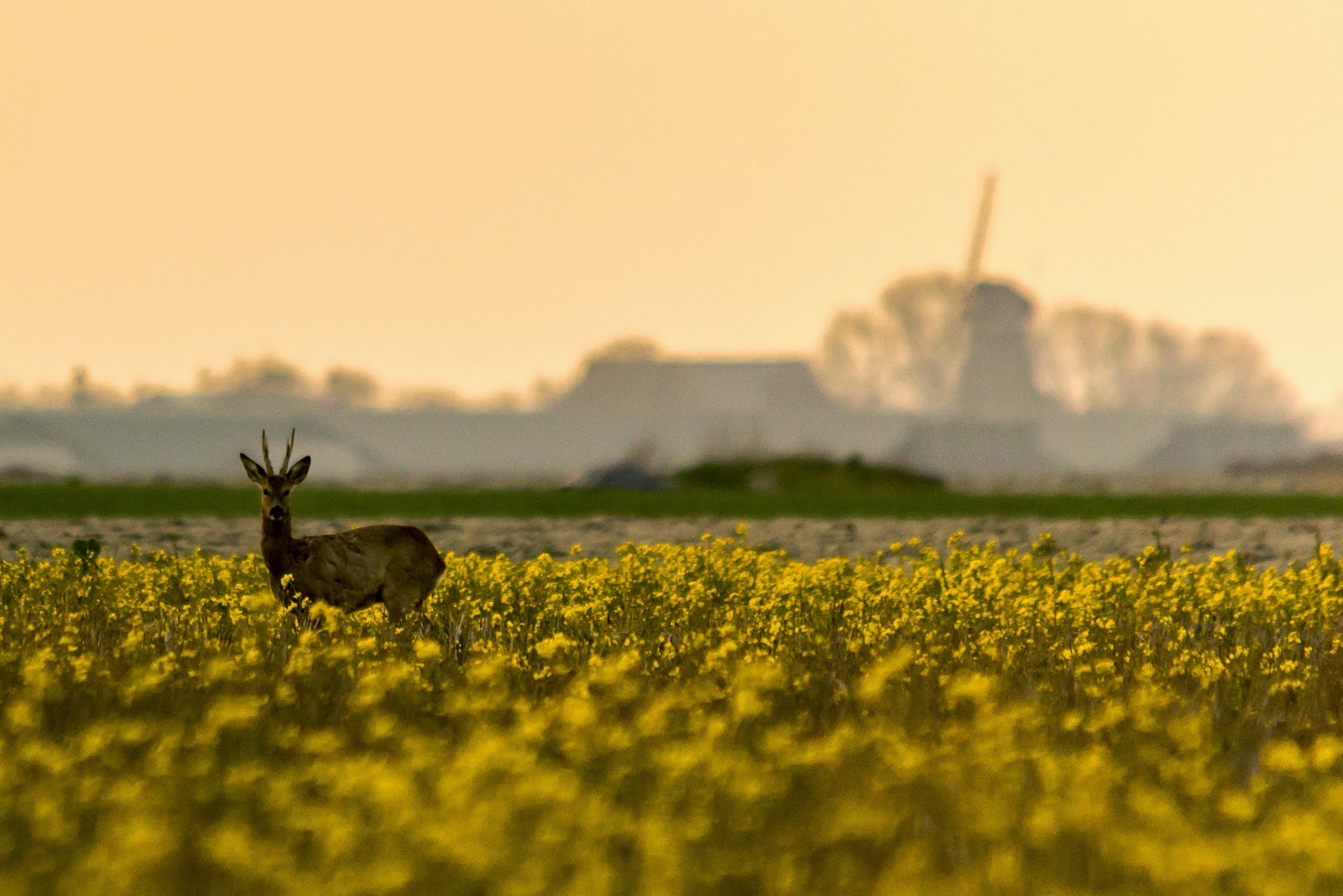 Ree op de koolzaadakker met uitzicht op Sexbierum Ree poseert voor molen de Korenaar te Sexbierum