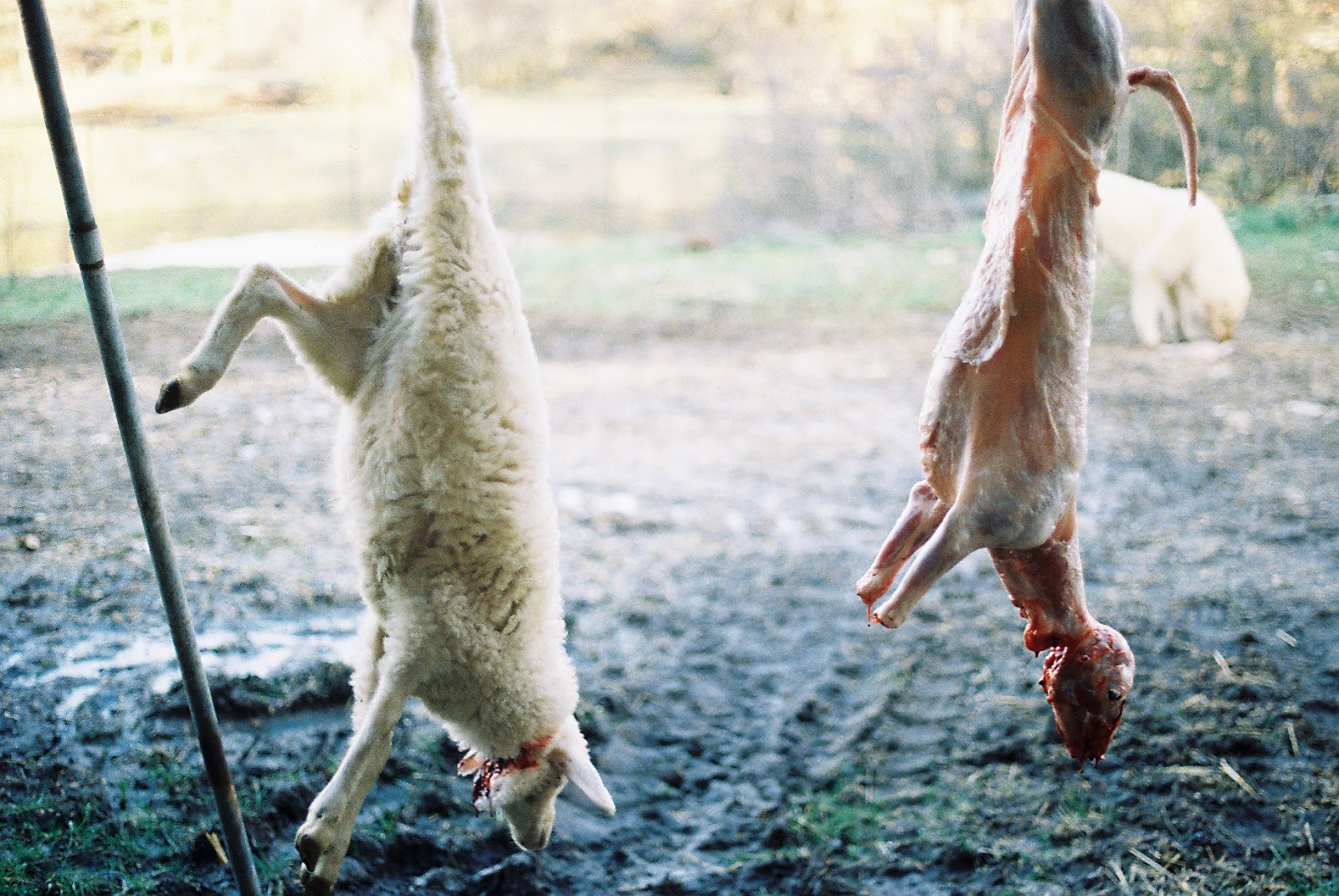 Lamb to the slaughter  roald dahl 1916 1990)