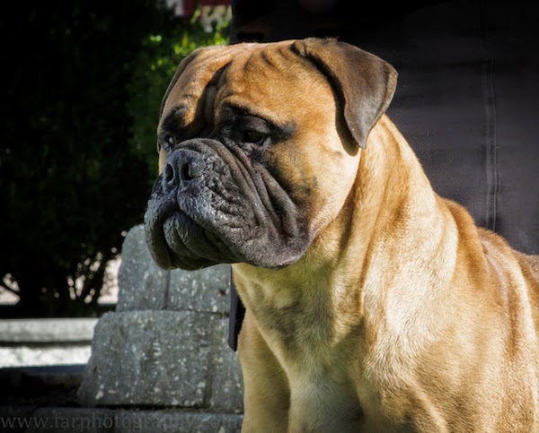 Dog Show In Ferndale Ca Dog Show In Ferndale Ca